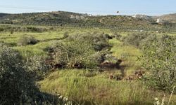 Yahudi çeteler Filistinlilerin geçim kaynaklarını yok ediyor