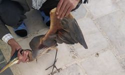 Yaralı Balıkçıl Kuş Selimiye Camisi’ne Sığındı