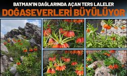 Batman’ın Dağlarında Açan Ters Laleler Doğaseverleri Büyülüyor