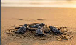Caretta caretta alarmı: 21 kumsalda gece yasağı başladı, cezası 699 bin lira