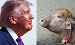 'Donald Trump'a benzetilen manda kurban olmaktan kurtuldu