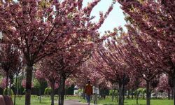 Konya'da paklarda sakura çiçekleri açtı