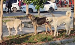 Köpekler Mutlaka Toplatılmalı, Görevini İhmal Edenler Sorumlu Tutulmalı
