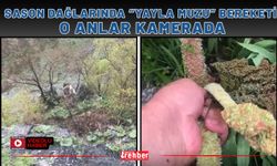 Sason Dağlarında "Yayla Muzu" Bereketi: O Anlar Kamerada