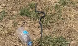Batman'da Evlere Kadar Giren Yılan Doğal Ortama Bırakıldı