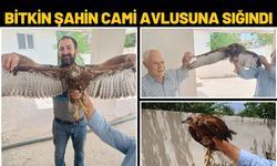 Bitkin Şahin Cami Avlusuna Sığındı