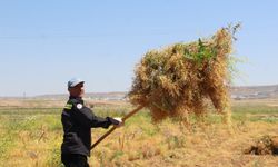 Çiftçiler verimden umutlu, maliyetlerden şikâyetçi
