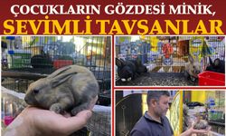 Çocukların Gözdesi Minik, Sevimli Tavşanlar