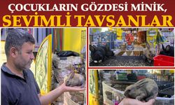 Çocukların Gözdesi Minik, Sevimli Tavşanlar