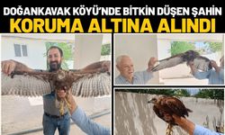 Doğankavak Köyü’nde Bitkin Düşen Şahin Koruma Altına Alındı