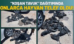 "Koşan Tavuk" Dağıtımında Onlarca Hayvan Telef Oldu!