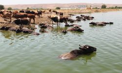 Mandalar serinliği çayda aradı