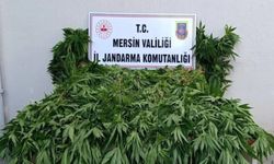 Mersin'de ormanlık alanda kenevir operasyonu: 2 şüpheli tutuklandı