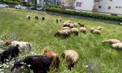 Sitelerin Yanı Meraya Döndü