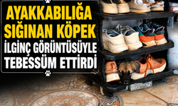 Evin Ayakkabılığına Sığınan Köpek İlginç Görüntüsüyle Tebessüm Ettirdi