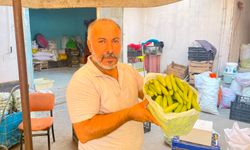 Alo Tevşo Pazarı'nda Turşuluk Sezonu Başladı