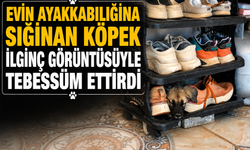 Evin Ayakkabılığına Sığınan Köpek İlginç Görüntüsüyle Tebessüm Ettirdi