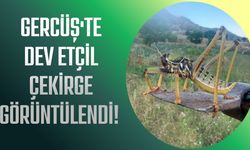 Gercüş'te Dev Etçil Çekirge Görüntülendi! İri Cüssesi Dikkat Çekti