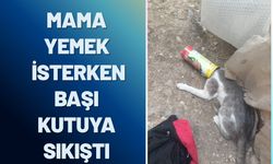 Mama Yemek İsterken Başı Kutuya Sıkışan Kedi İtfaiye Ekiplerince Kurtarıldı