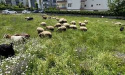 Bu Yaz Koçerlerin Yüzü Gülüyor