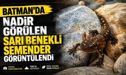 Batman’da Nadir Görülen Sarı Benekli Semender Görüntülendi