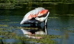 Diyarbakır'da leyleklerin arasında flamingo sürprizi