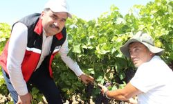 Gercüş’te Bağcılıkta Kalite ve Verimi Artıracak "Yeşil Budama" Eğitimi