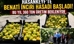 Hasankeyf’te Benati İnciri Hasadı Başladı! Bu Yıl 360 Ton Üretim Bekleniyor