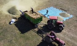 TMO yeşil mercimek alım fiyatını ton başına 32 bin lira olarak açıkladı