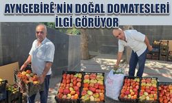 Ayngebirê’nin Doğal Domatesleri İlgi Görüyor