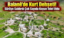 Balane’de Kurt Dehşeti! Sürüye Saldırdı Çok Sayıda Koyun Telef Oldu