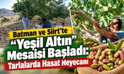 Batman ve Siirt'te "Yeşil Altın" Mesaisi Başladı: Tarlalarda Hasat Heyecanı