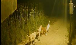 Batman'da başıboş köpekler kediyi kovalayıp telef etti