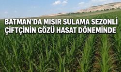 Batman’da Mısır Sulama Sezonu Verimli Geçti: Çiftçinin Gözü Hasat Döneminde