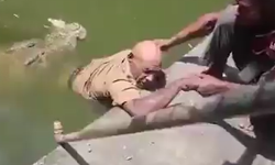 Timsahı beslemek için kafese girdi, saldırıya uğradı