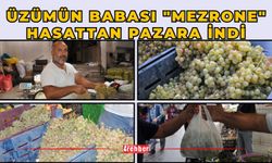 Üzümün Babası "Mezrone" Hasattan Pazara İndi