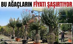 Bu Ağaçların Fiyatı Şaşırtıyor