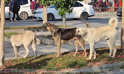 Ege Üniversitesinde 83 köpek toplandı, 31'inin sahipli olduğu belirlendi