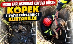 Mısır Tarlasındaki Kuyuya Düşen Köpek İtfaiye Ekiplerince Kurtarıldı