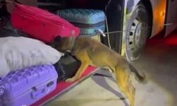 Şanlıurfa'da yolcu otobüsünde 16 kilogram skunk ele geçirildi