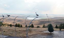 Batı Raman Kampüsü leyleklerin göç rotasında