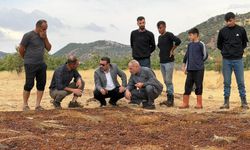 Şiddetli Yağmur Kuru Üzüm Üreticilerini Vurdu