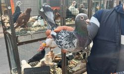 Yarış Tutkunlarının Gözdesi Güvercinler