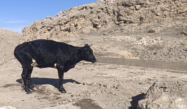 Sulama kanalına düşen inek, itfaiye tarafından kurtarıldı