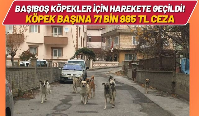 Başıboş Köpekler İçin Harekete Geçildi! Köpek Başına 71 Bin 965 TL Ceza