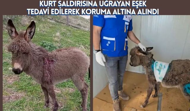 Kurt Saldırısına Uğrayan Eşek Tedavi Edilerek Koruma Altına Alındı