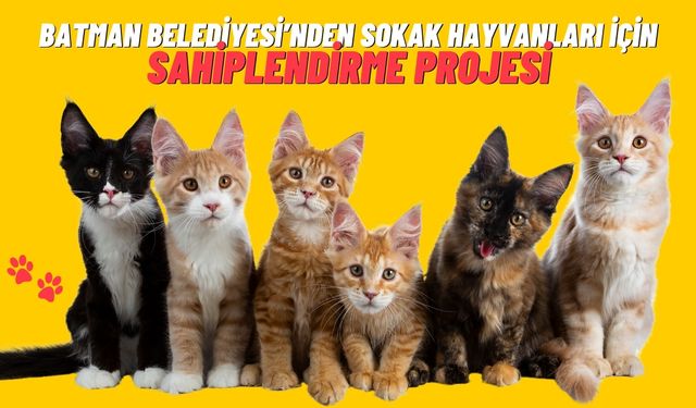 Batman Belediyesi’nden Sokak Hayvanları İçin Sahiplendirme Projesi