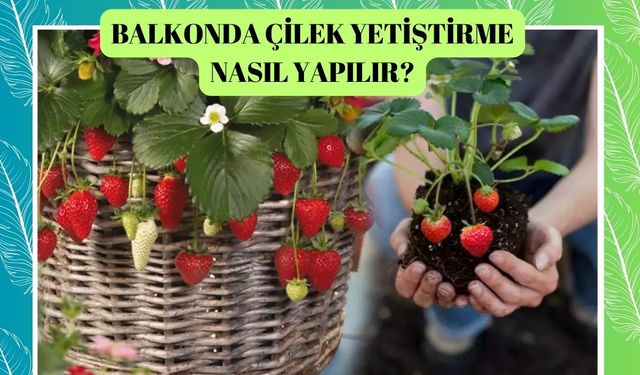 Balkonda çilek yetiştirme nasıl yapılır?