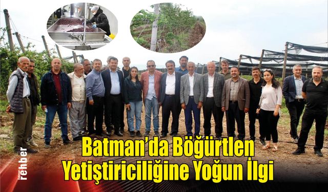 Batman'da Böğürtlen Yetiştiriciliğine Yoğun İlgi