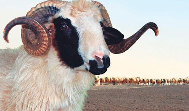 Kurbanlık hayvanların derisini satmak caiz mi?